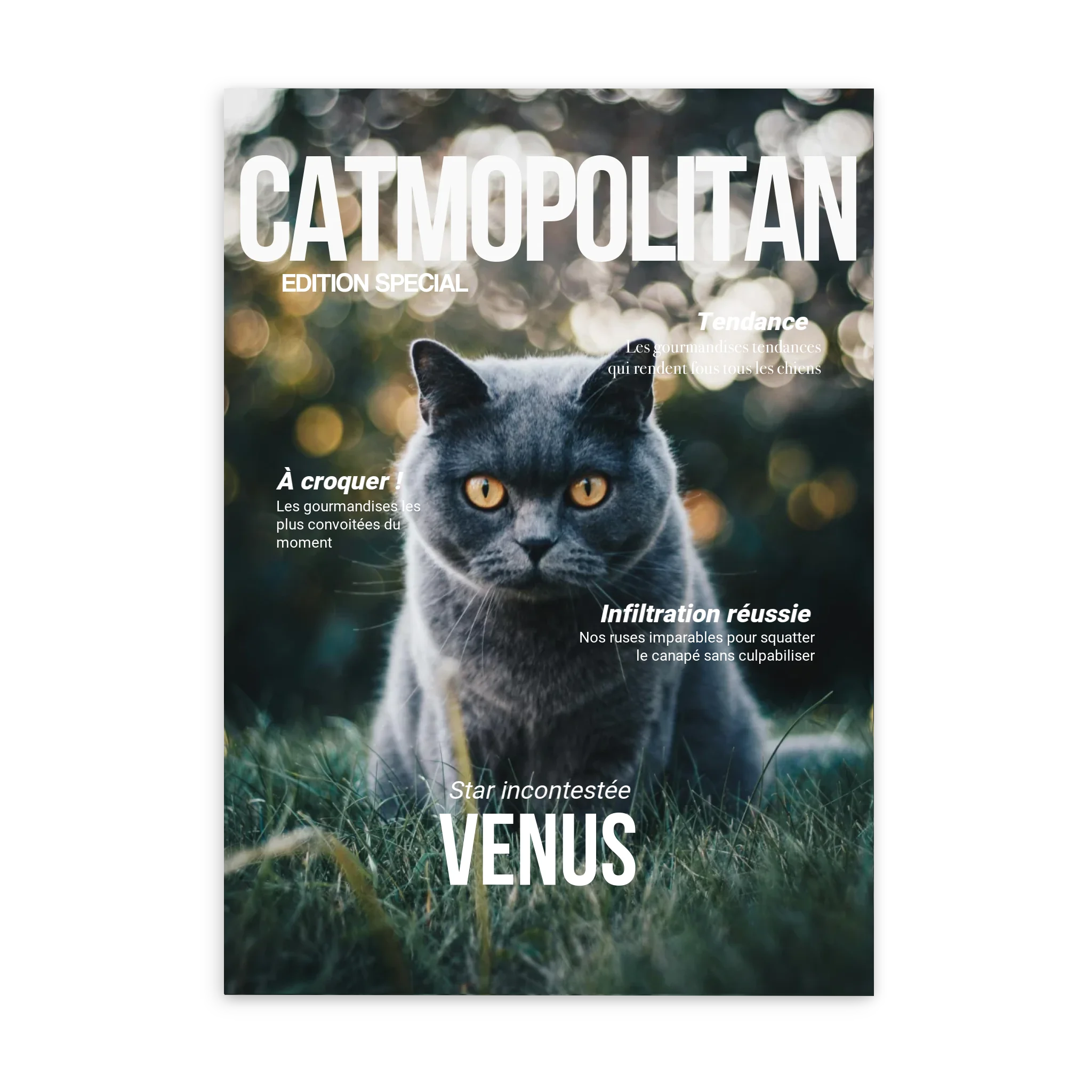 CATMOPOLITAN - Affiche chat personnalisée